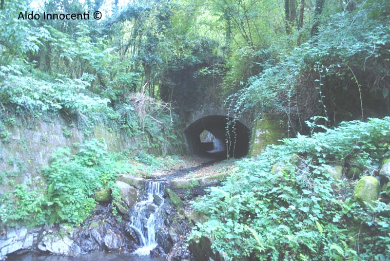 TAGLIO DI CASTAGNO 3